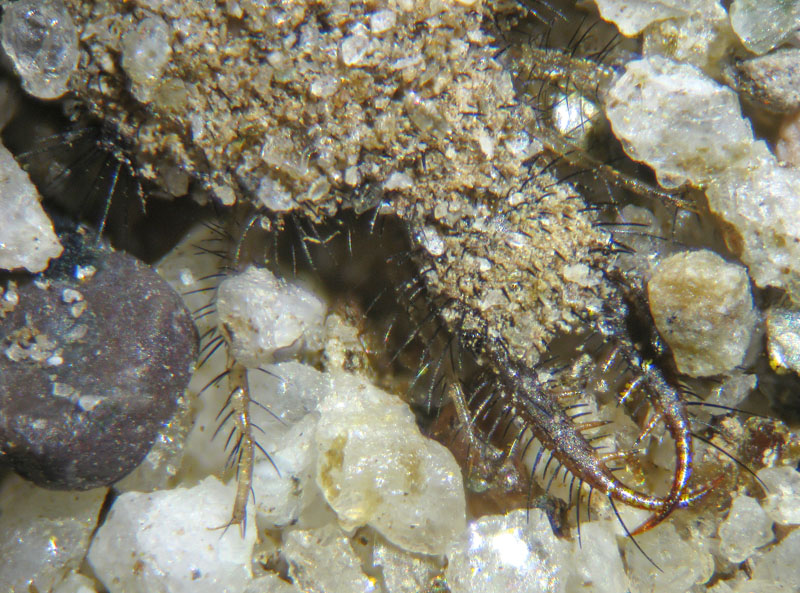 Larva di Formicaleone